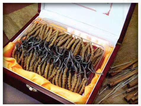 江汉石油管理局冬虫夏草回收